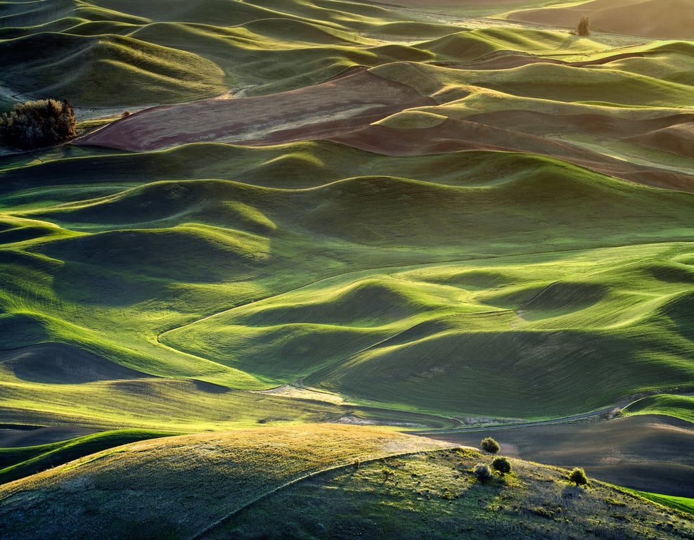 Pacific Northwest mossy roof
