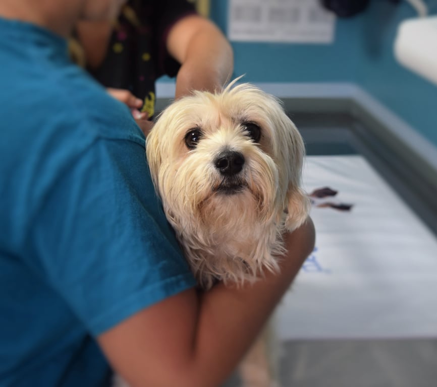 veterinary clinic dog checkup
