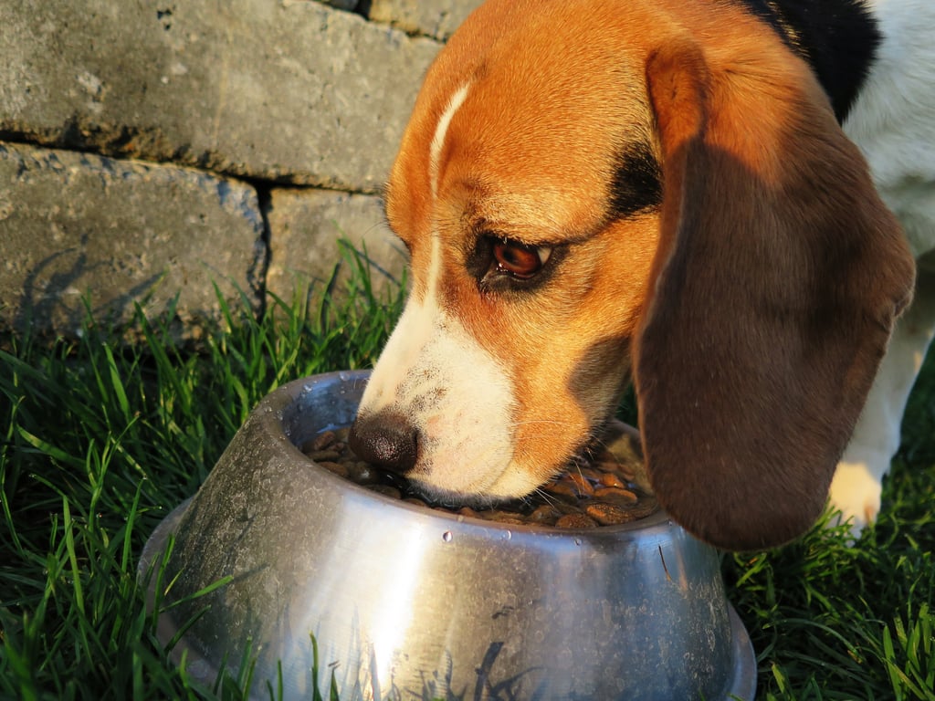 dog food bowl