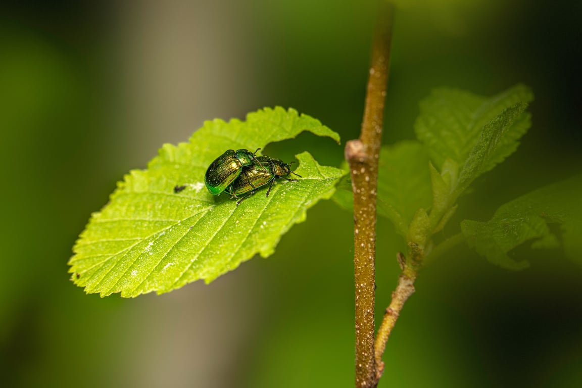 pest control technician home inspection