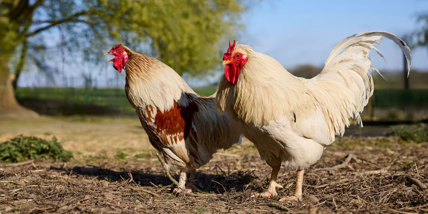 Red Rooster Near Me: The Gamer’s Guide to Finding Nearby Locations