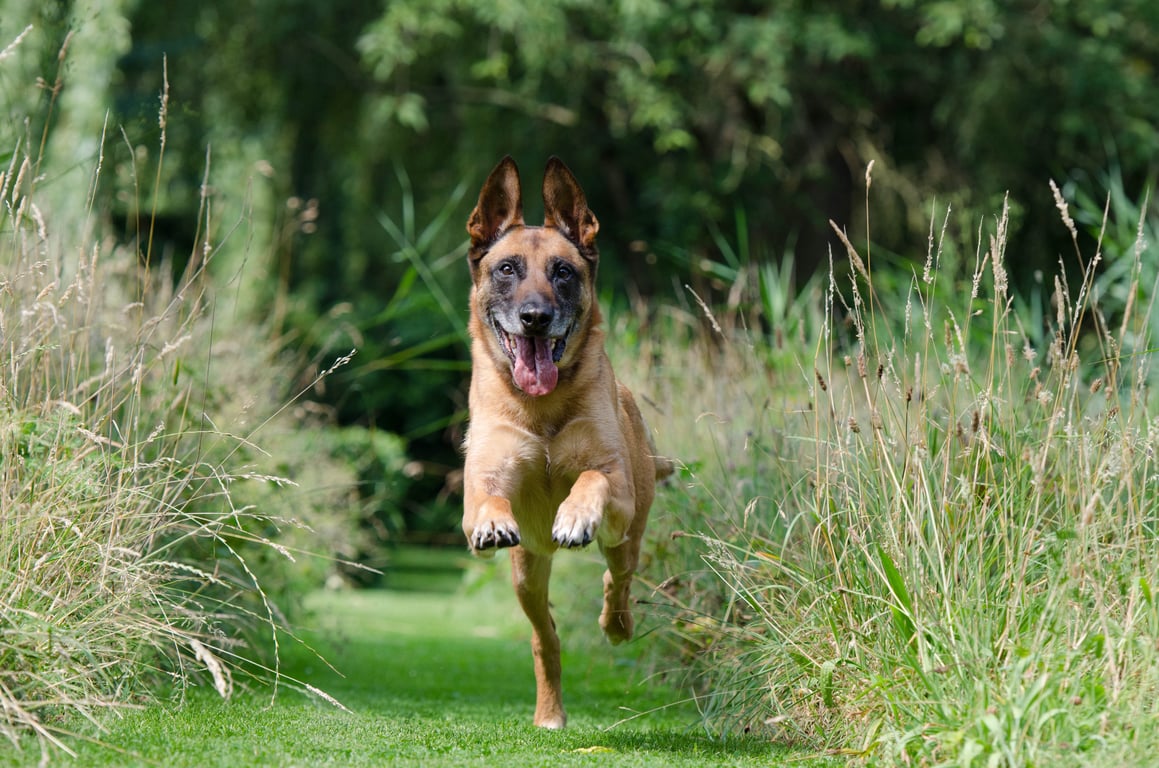dog recall training long line