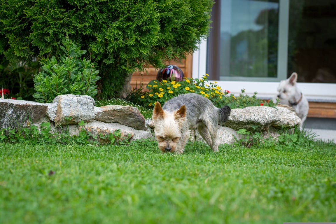 dog at veterinary clinic