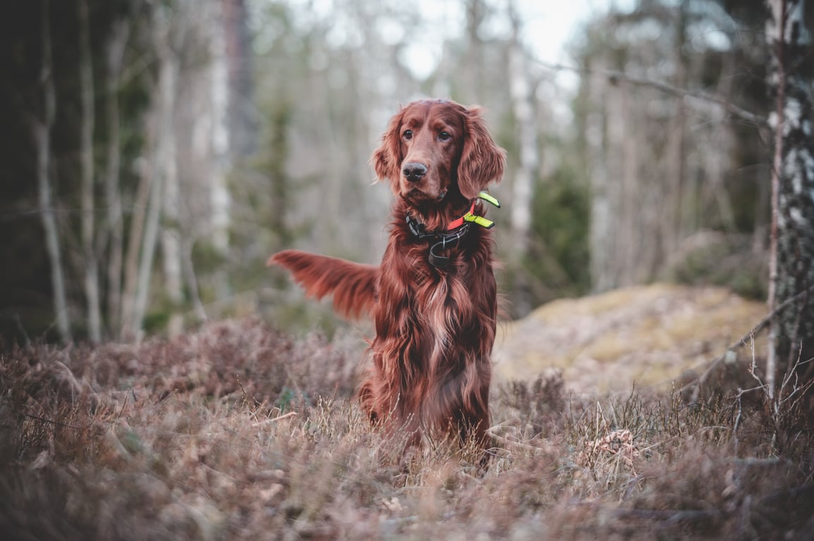 reactive dog training on leash