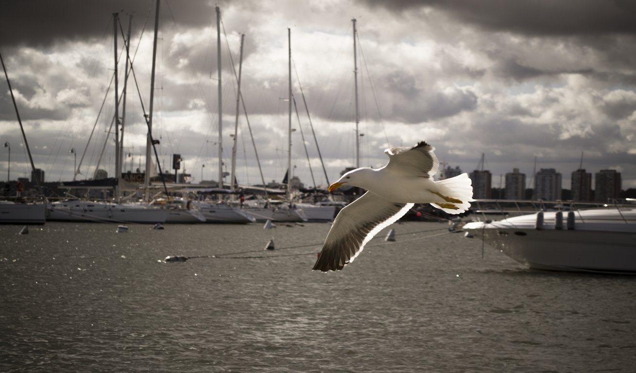 Freedom Boat Club marina