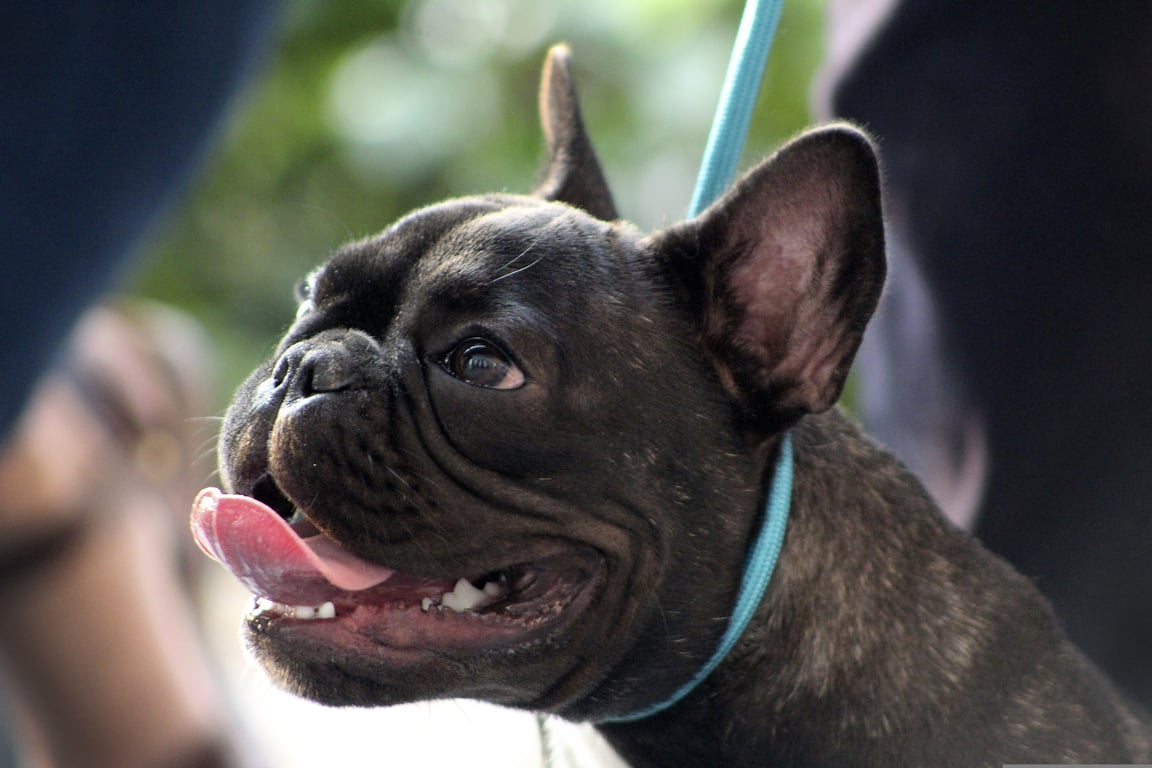 dog training class