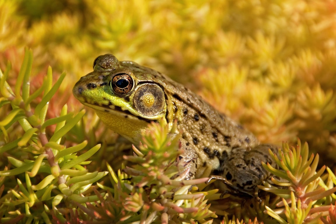 Bullfrog Spas hot tub