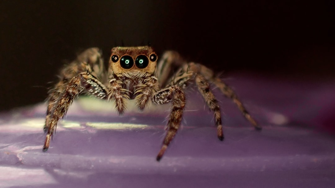 Spider Identifier: Identify the Spider Before You Treat the Problem