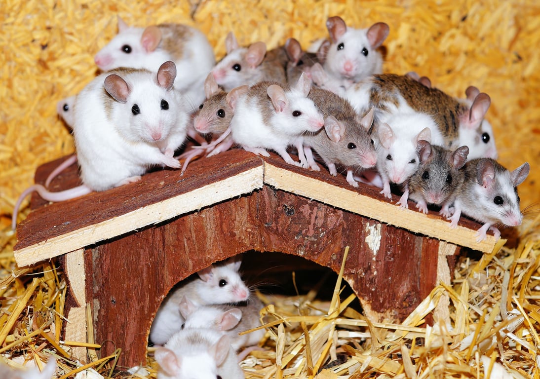 mice in attic