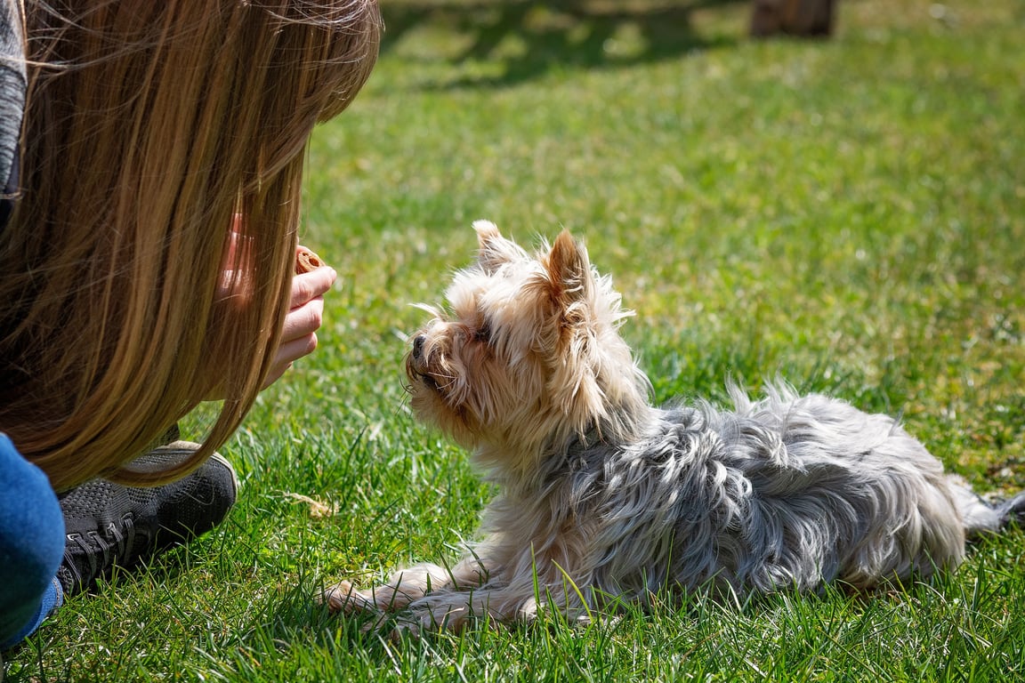dog training class