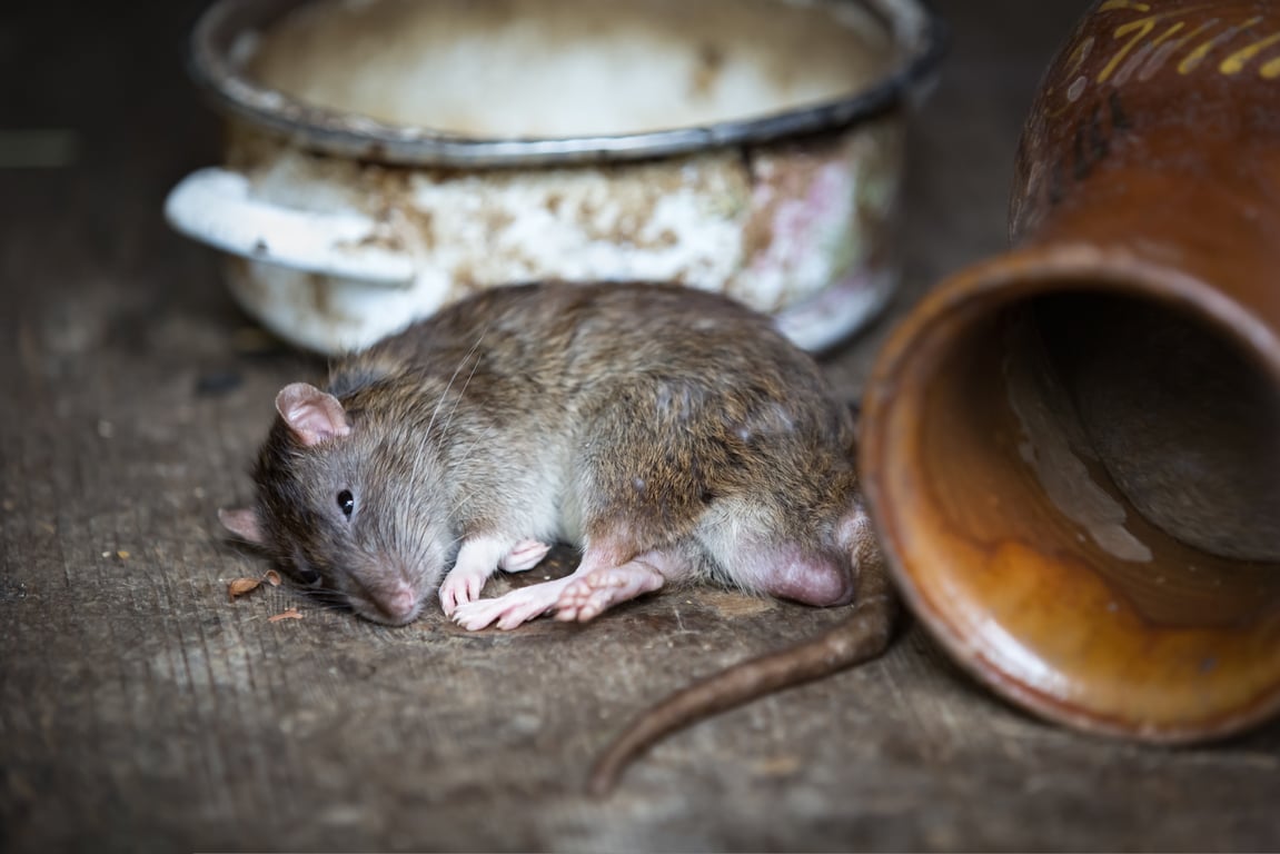 rat pest control technician