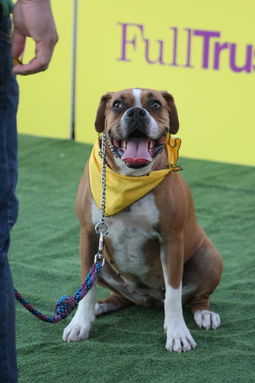 dog obedience training