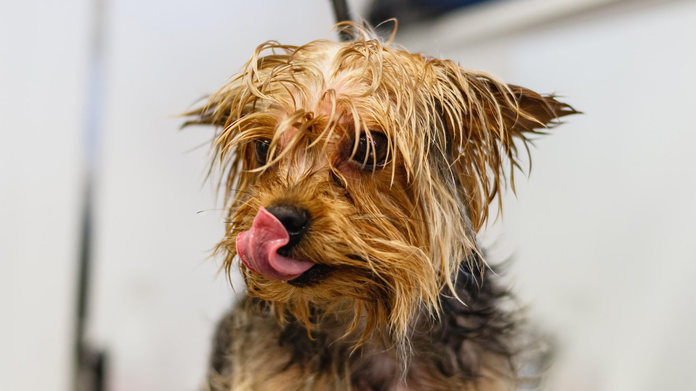 dog grooming salon