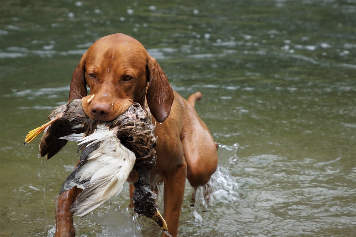 dog training session
