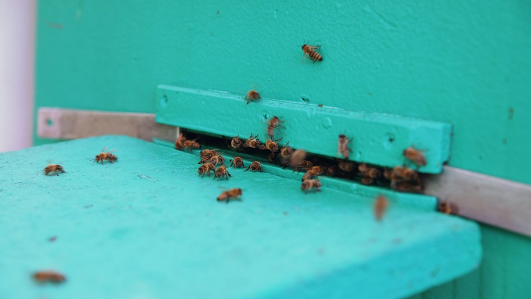 Termite Inspection Near Me: What a Thorough Local Inspection Should Cover