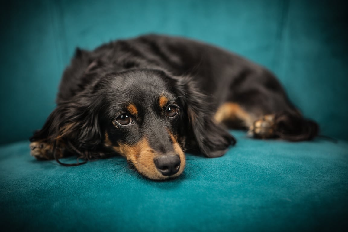 therapy dog nursing home