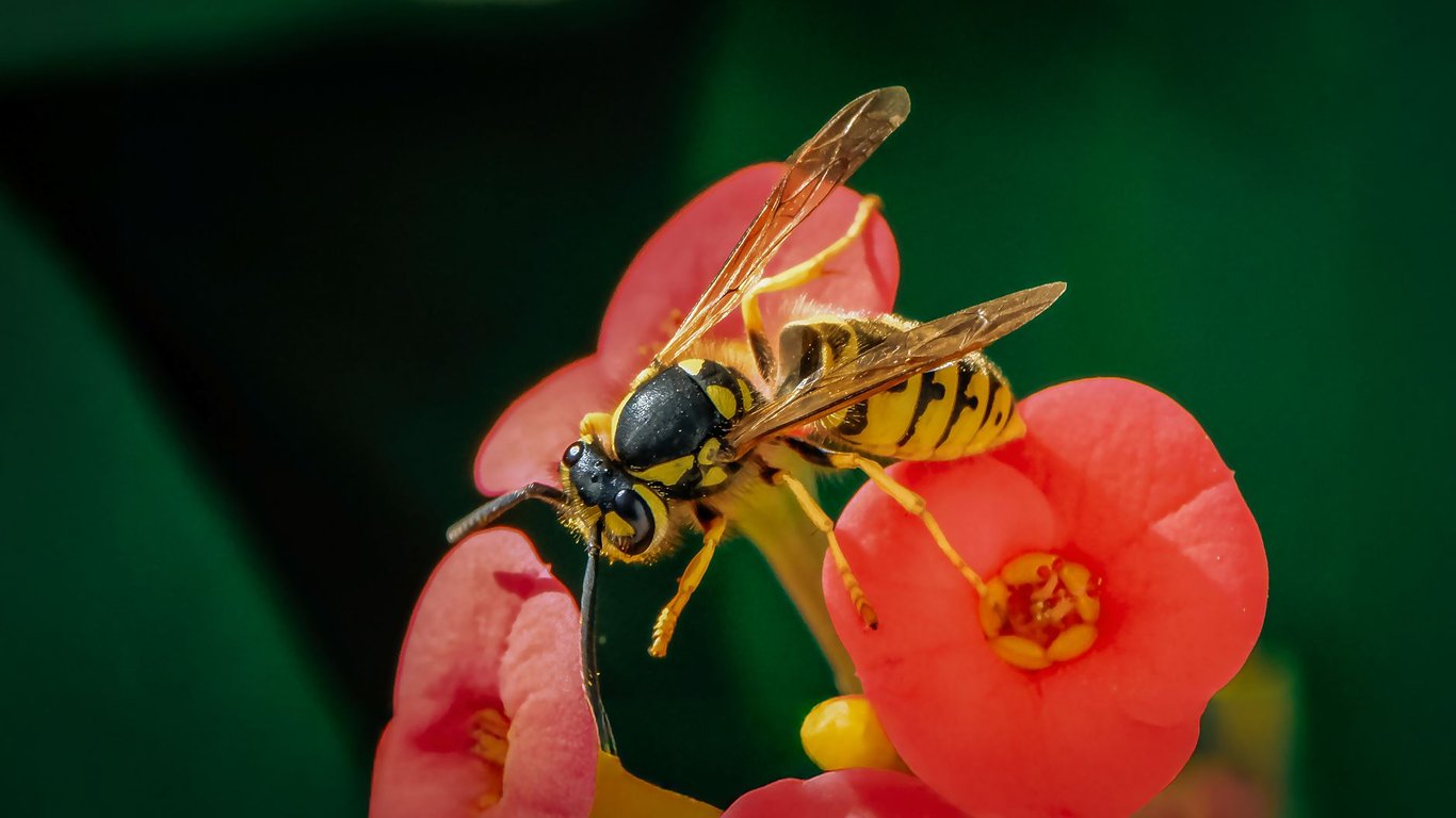 Wasp Removal: When DIY Is Risky and Professional Help Makes Sense