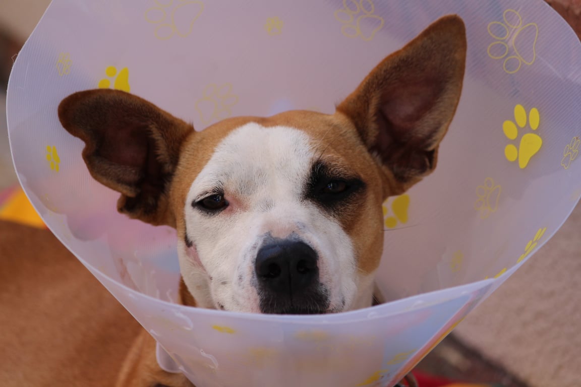 dog veterinary clinic