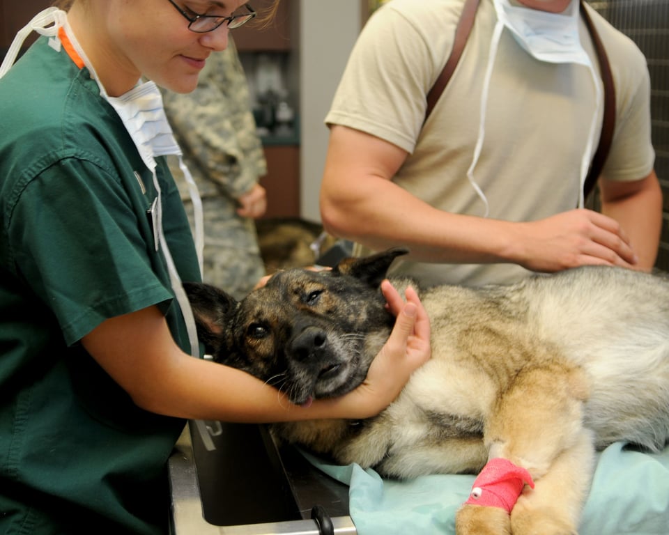 dog at veterinary clinic
