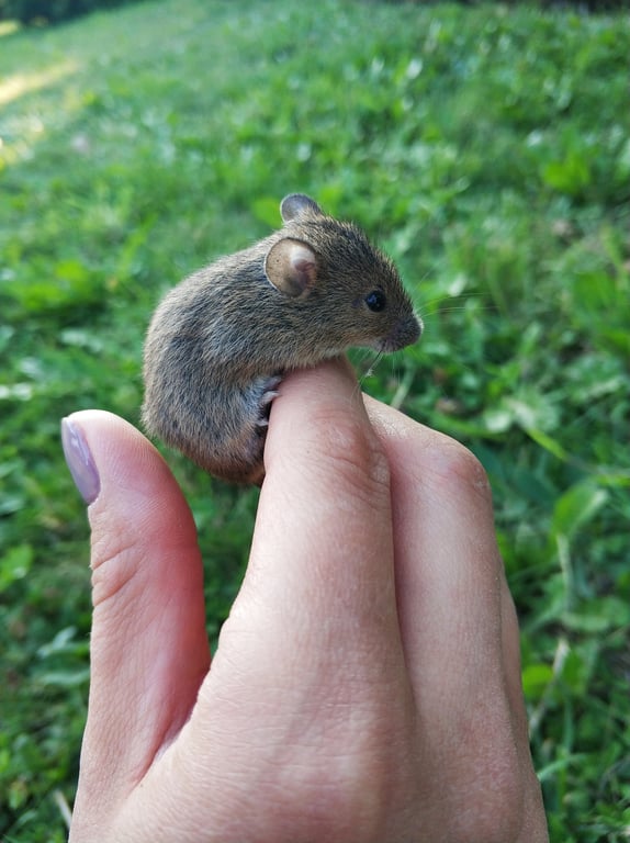 house mouse entry point