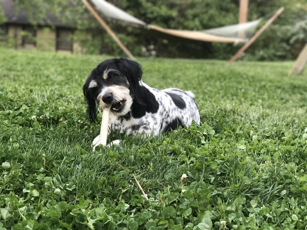 natural dog treats