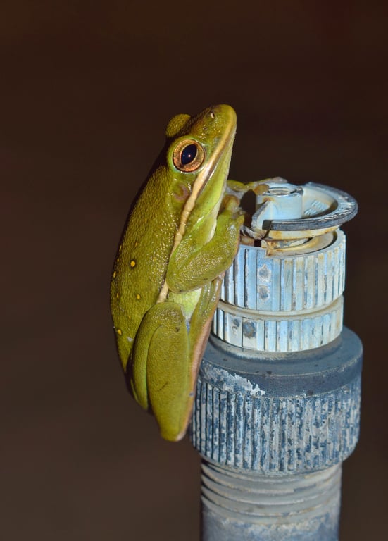 broken lawn sprinkler head