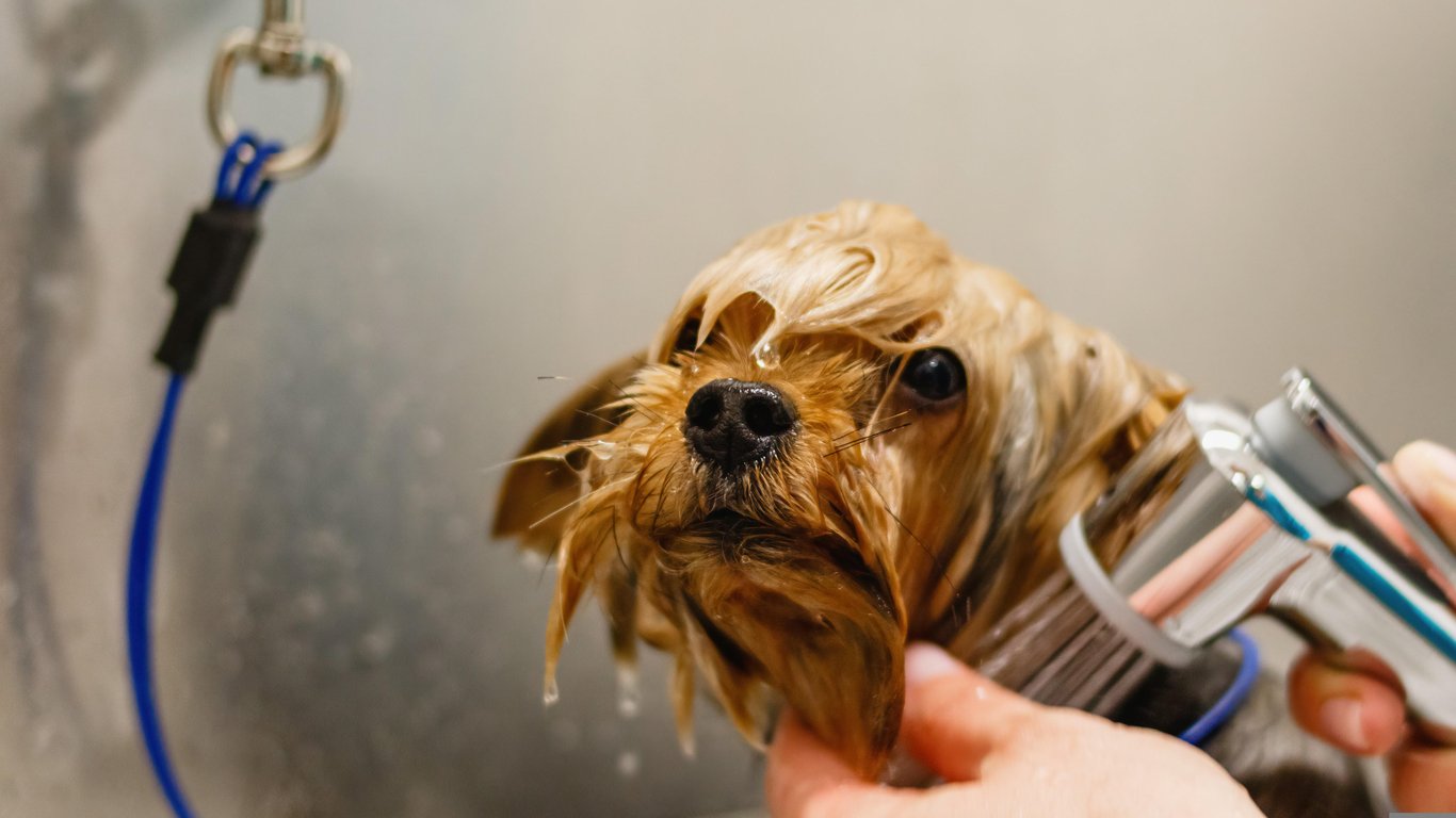 dog grooming salon