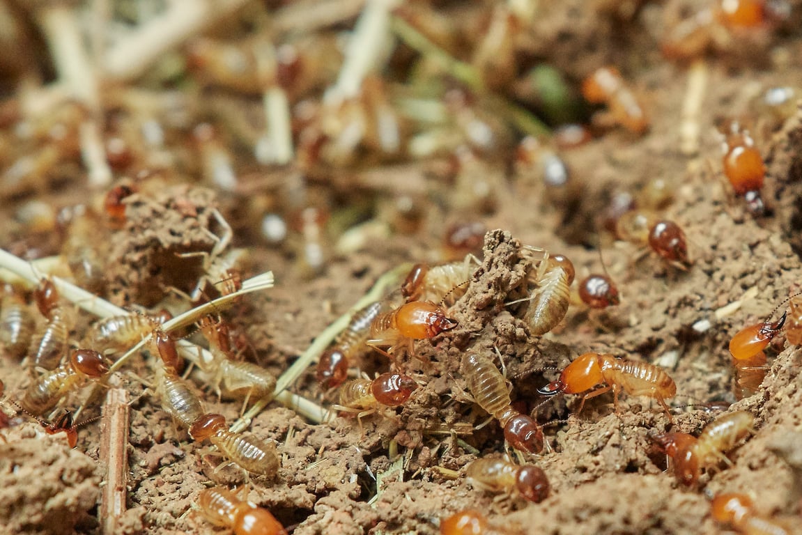 termite inspection