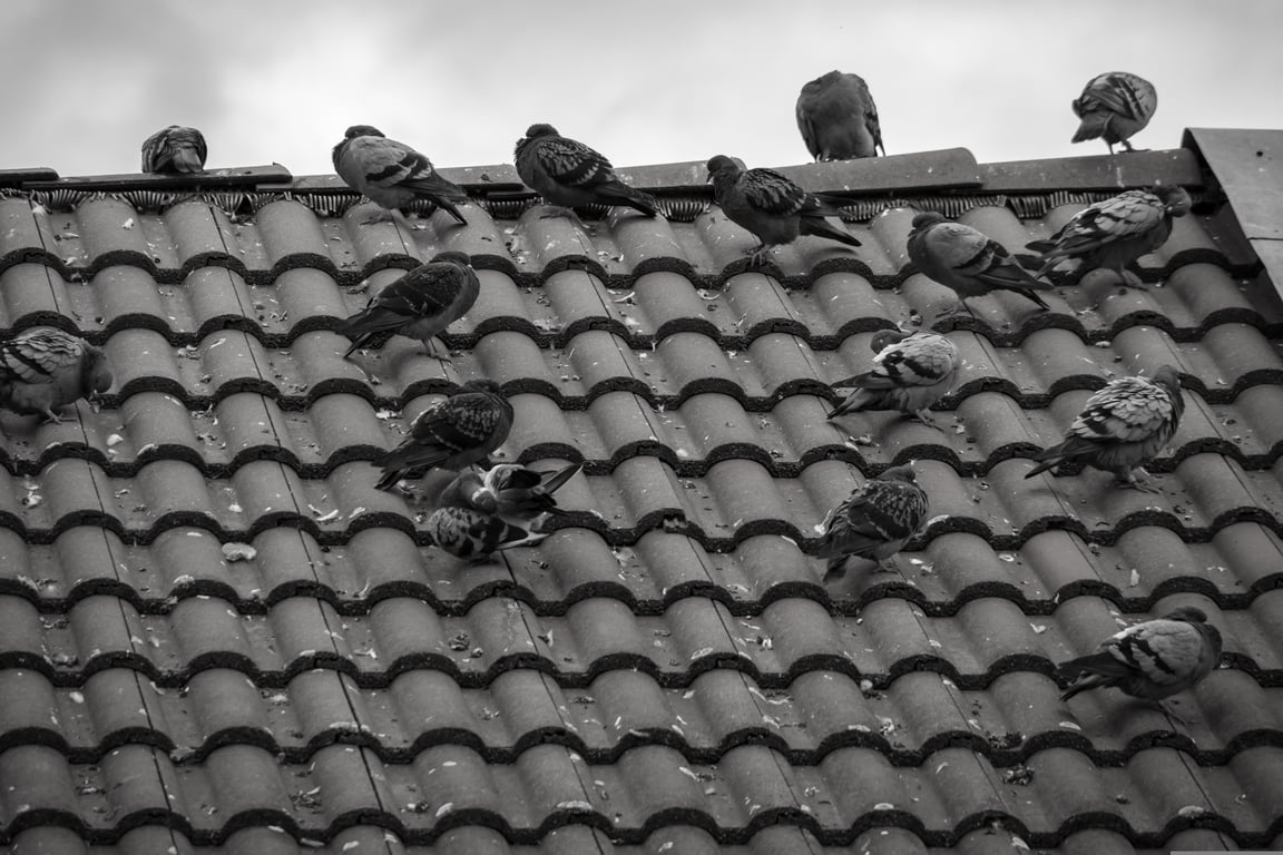 roof shingles