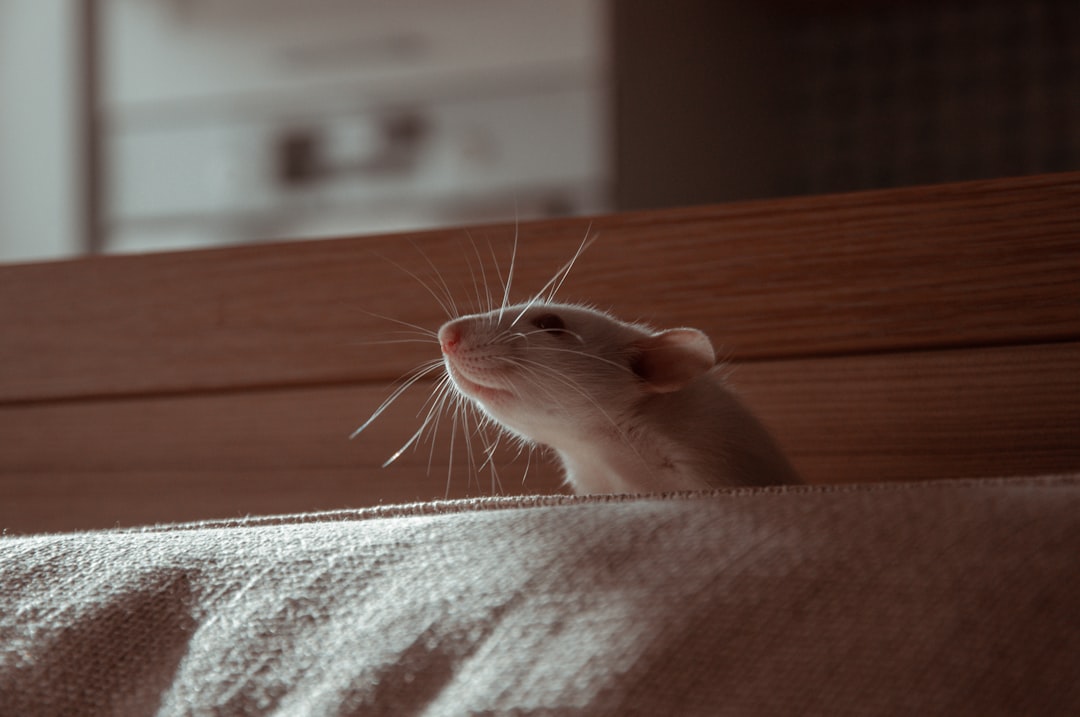 Rat Removal Near Me: How to Choose the Right Local Rodent Control Service