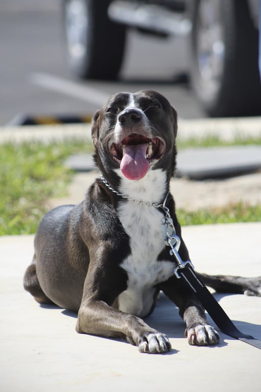 dog obedience training