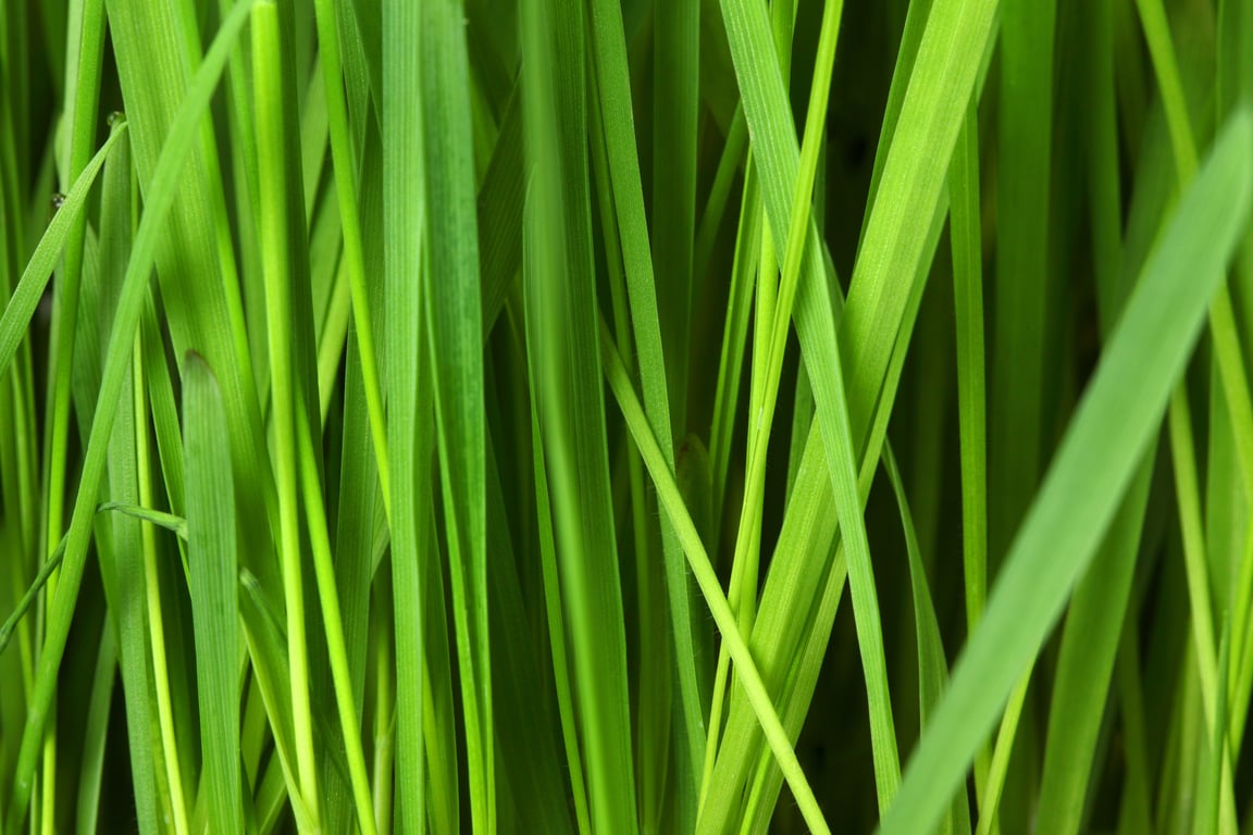 lawn leaf cleanup