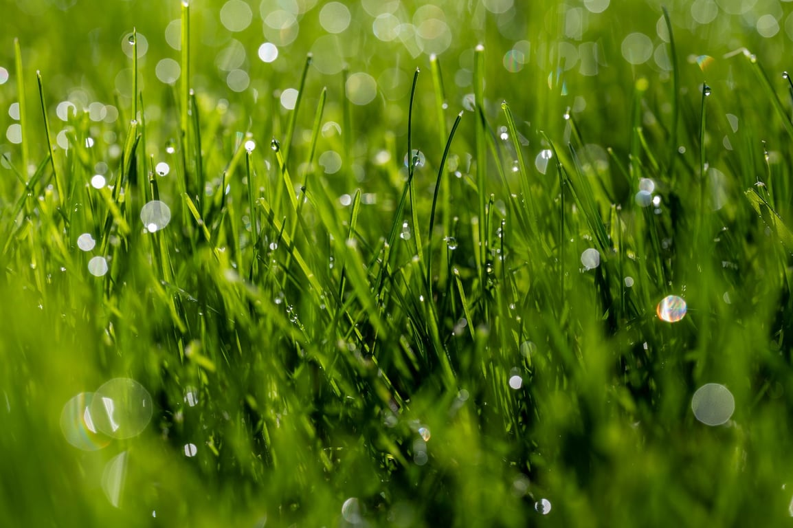 Lawn Treatment: A Seasonal Plan for a Healthier, More Resilient Yard