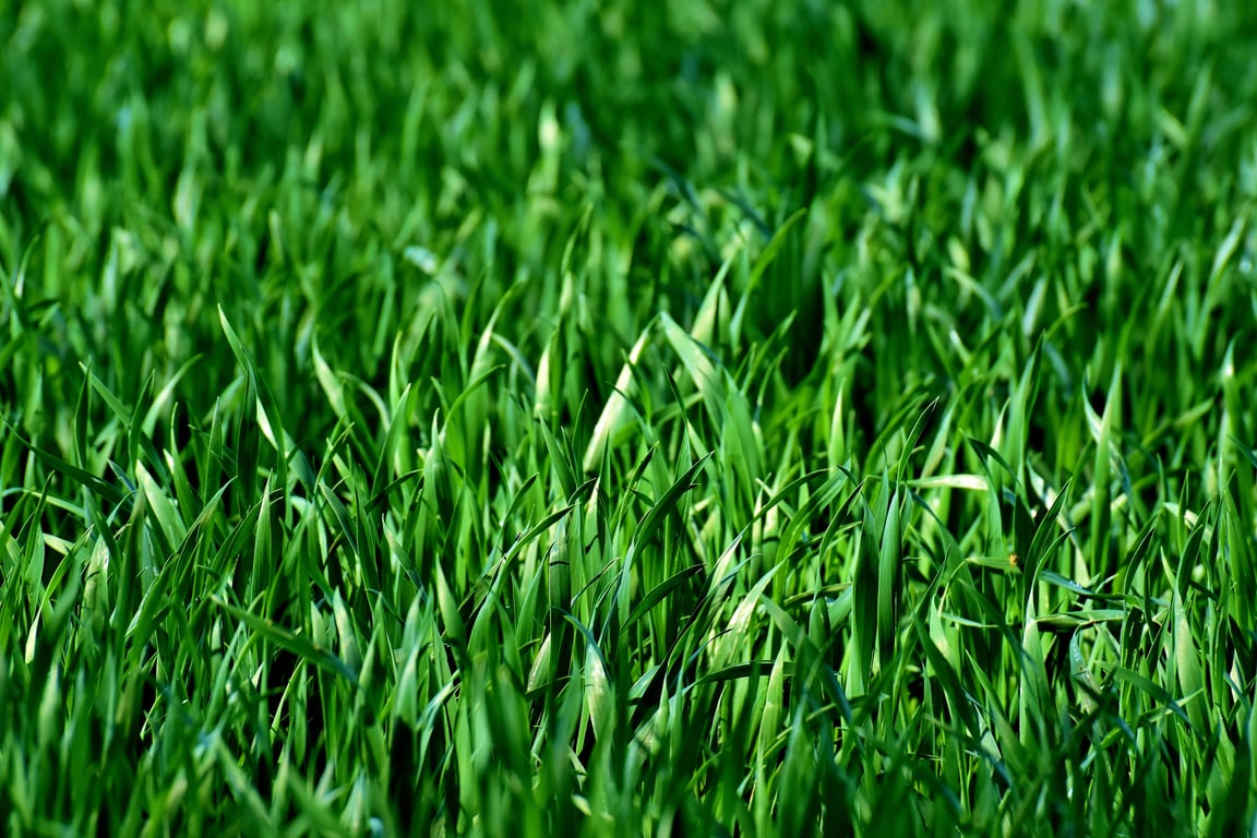 lawn aeration service