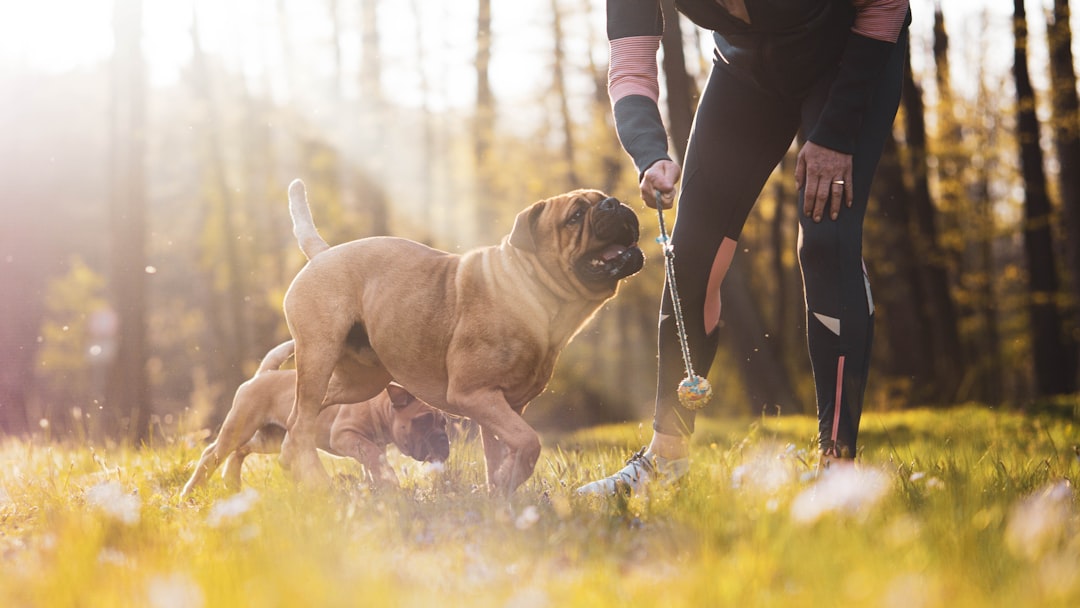 Dog Health Care: Practical Prevention, Nutrition, and Everyday Wellness