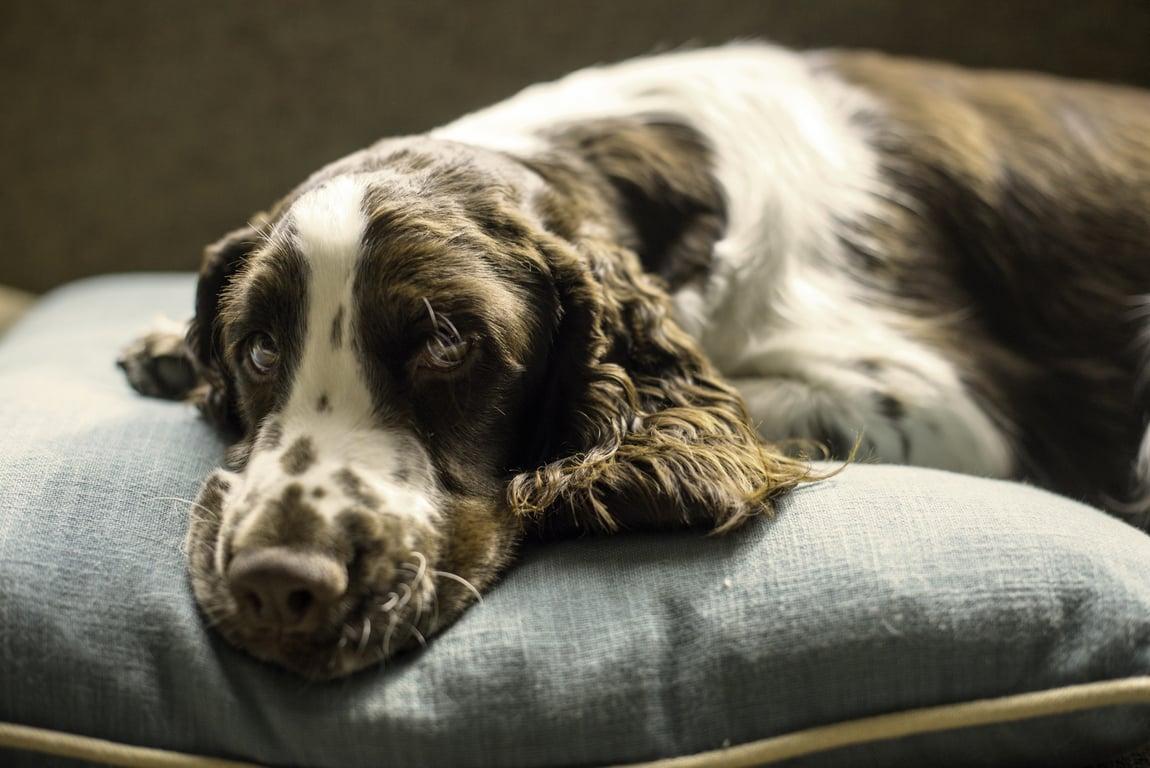 senior dog orthopedic bed