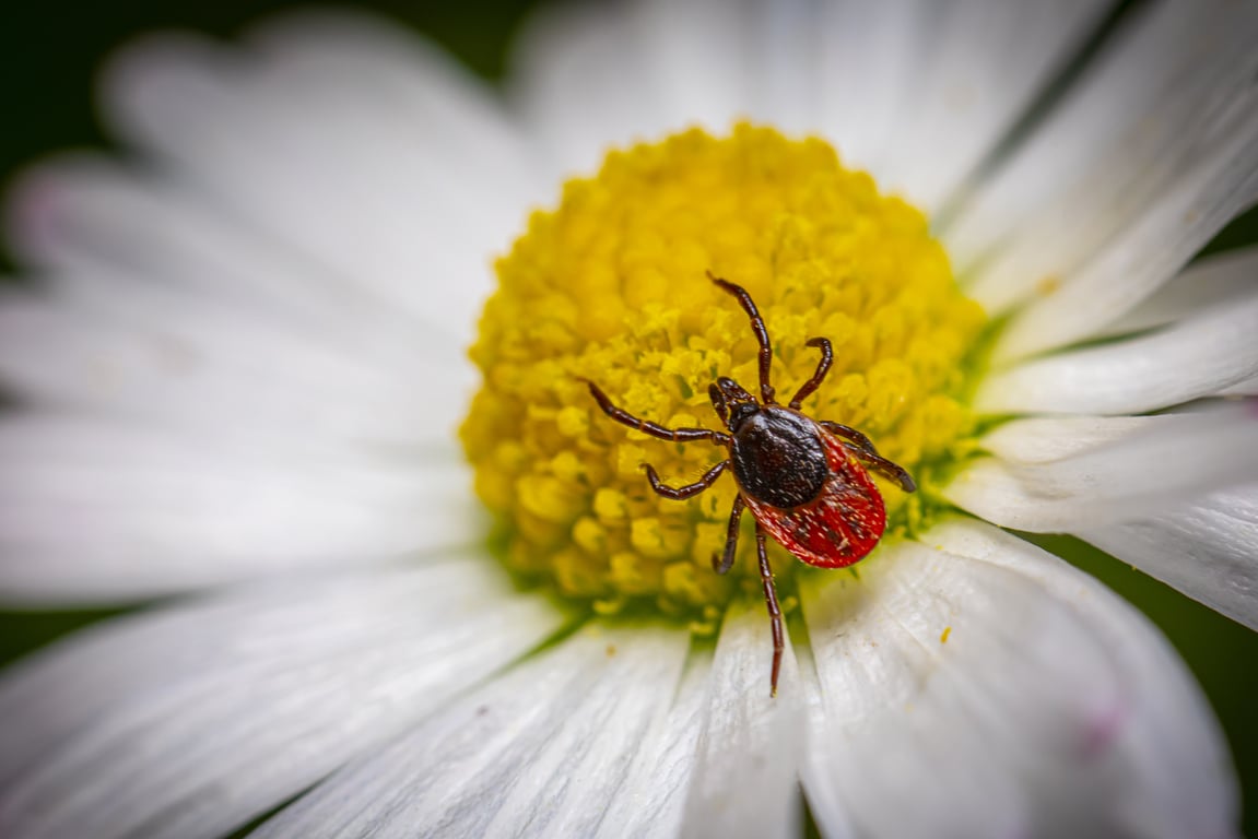 tick on grass