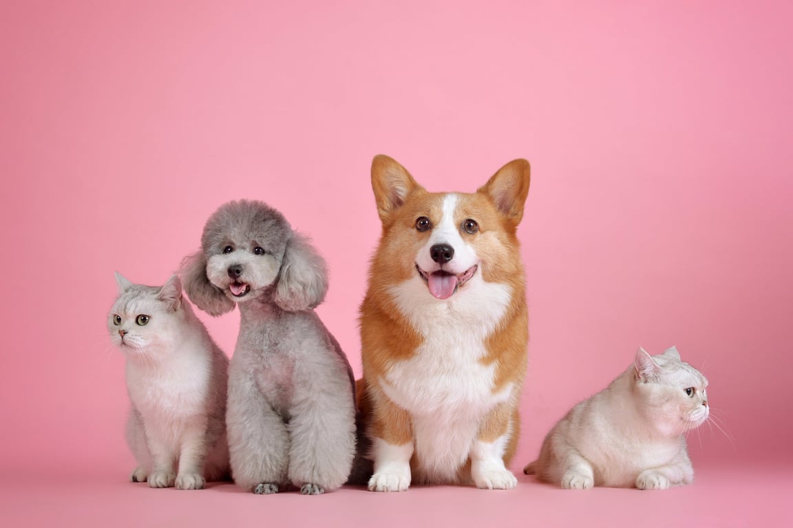 dogs and cats at veterinary clinic