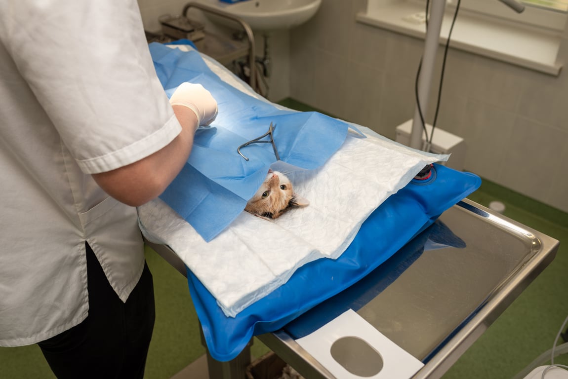 Banfield Pet Hospital veterinarian