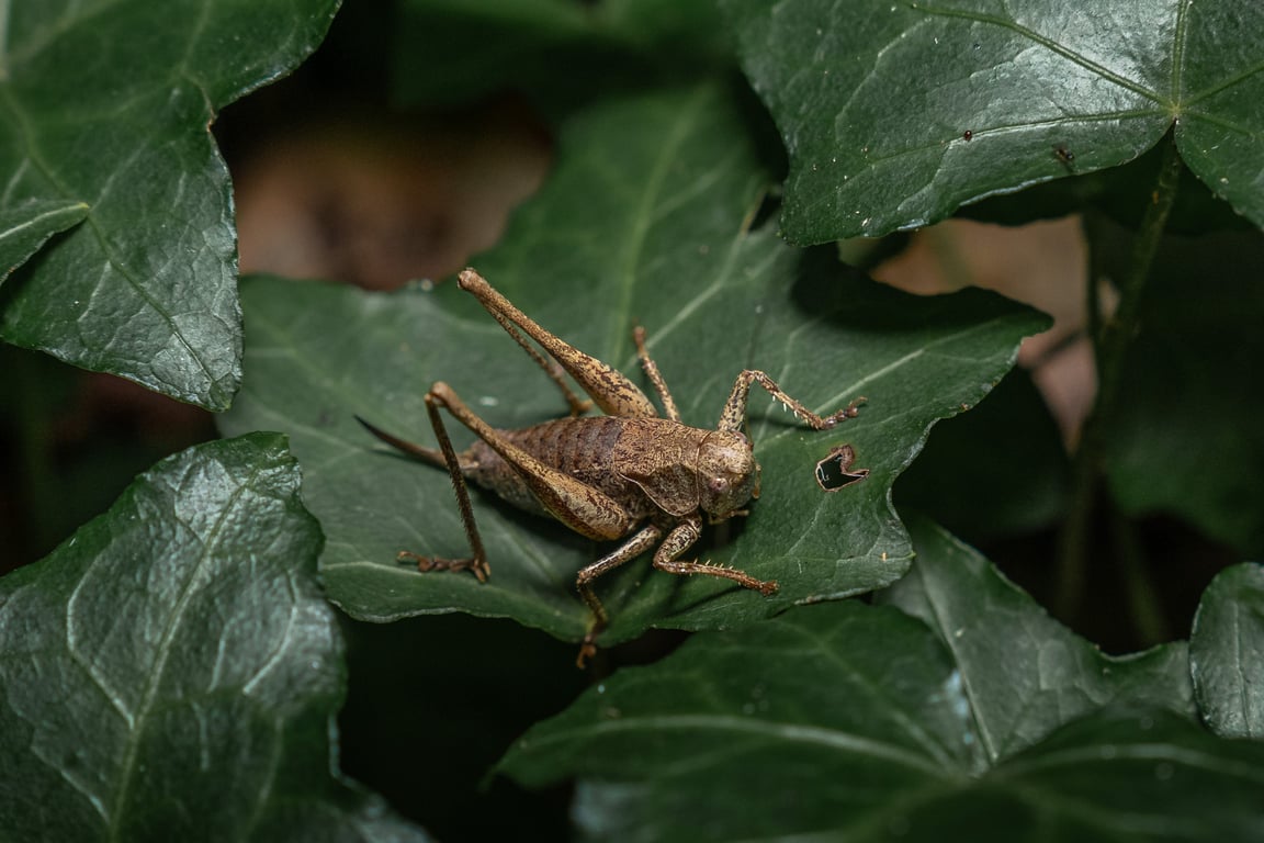 insect identification close-up