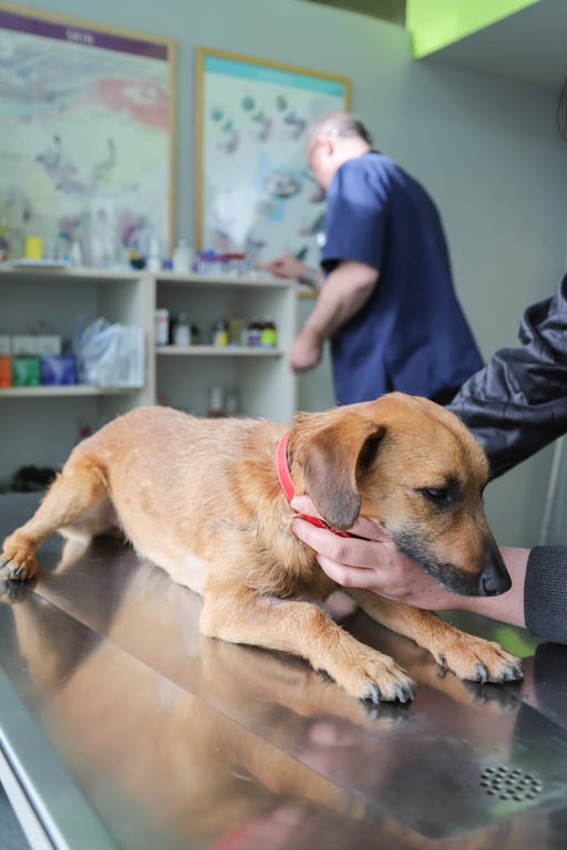 puppy veterinary checkup