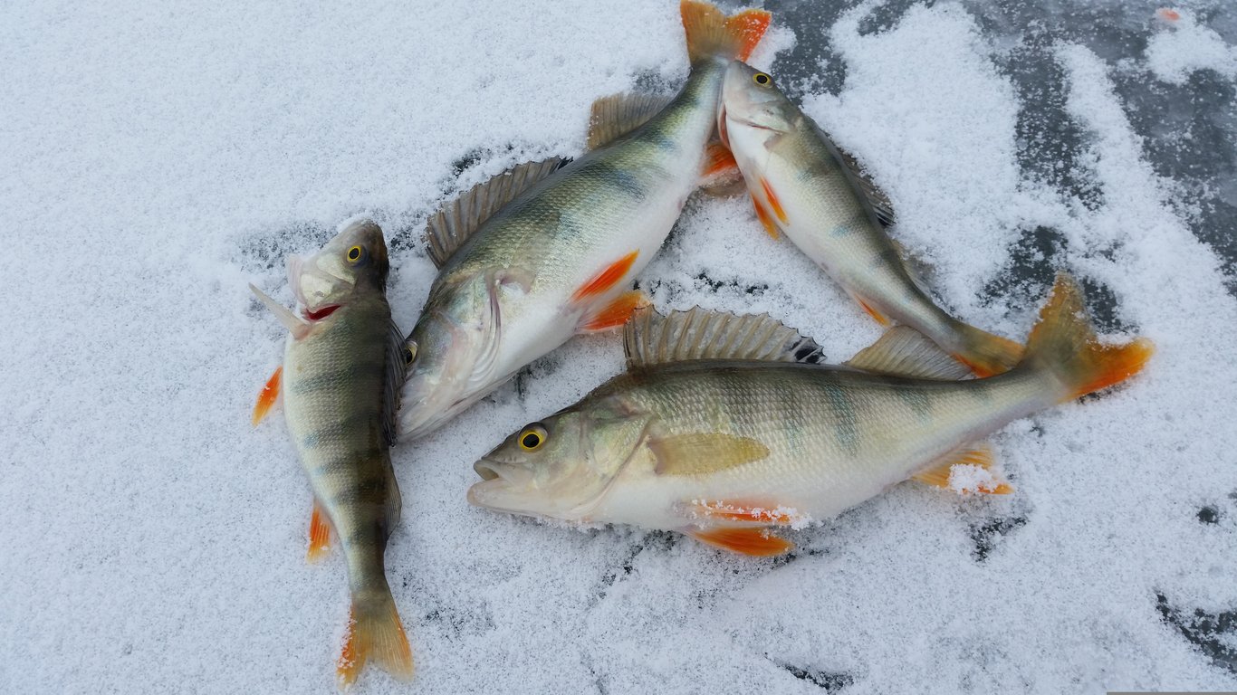 ice fishing tip-up