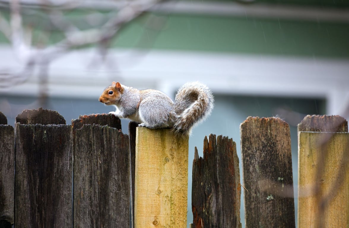 Orkin Rodent Control: What Homeowners Should Know Before Hiring