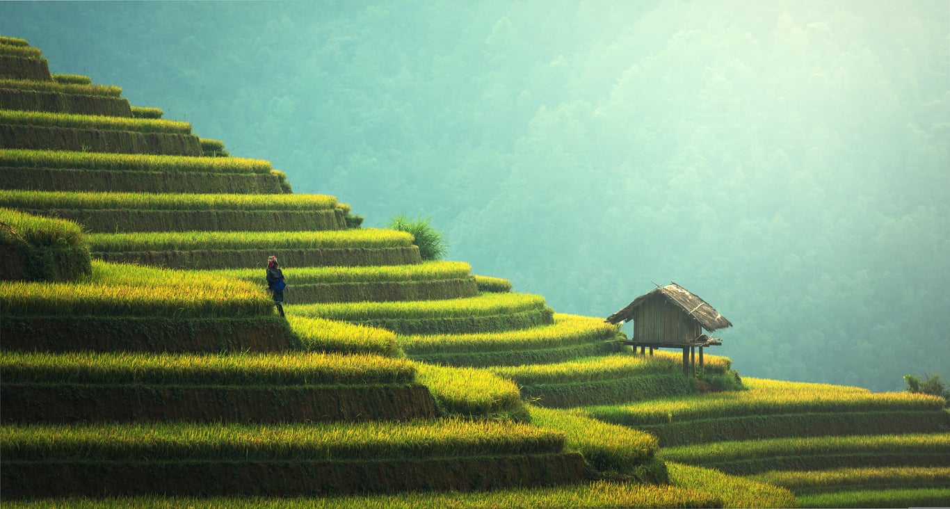 terraced garden landscaping