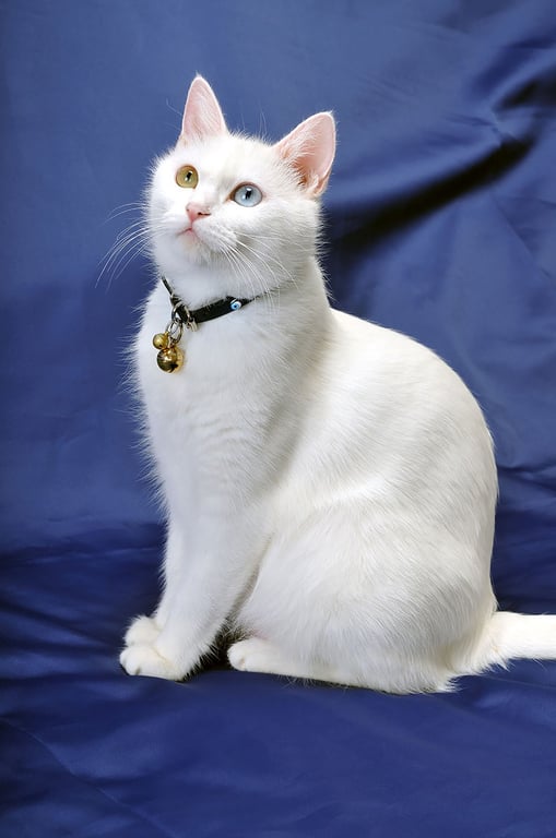 mobile cat grooming van