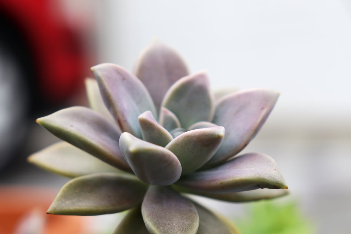 low-maintenance garden design