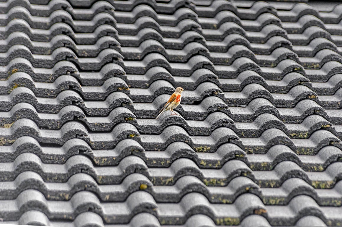 roofing contractor inspection