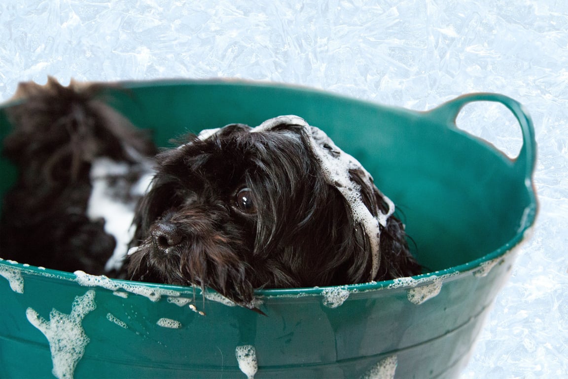 dog grooming salon bath