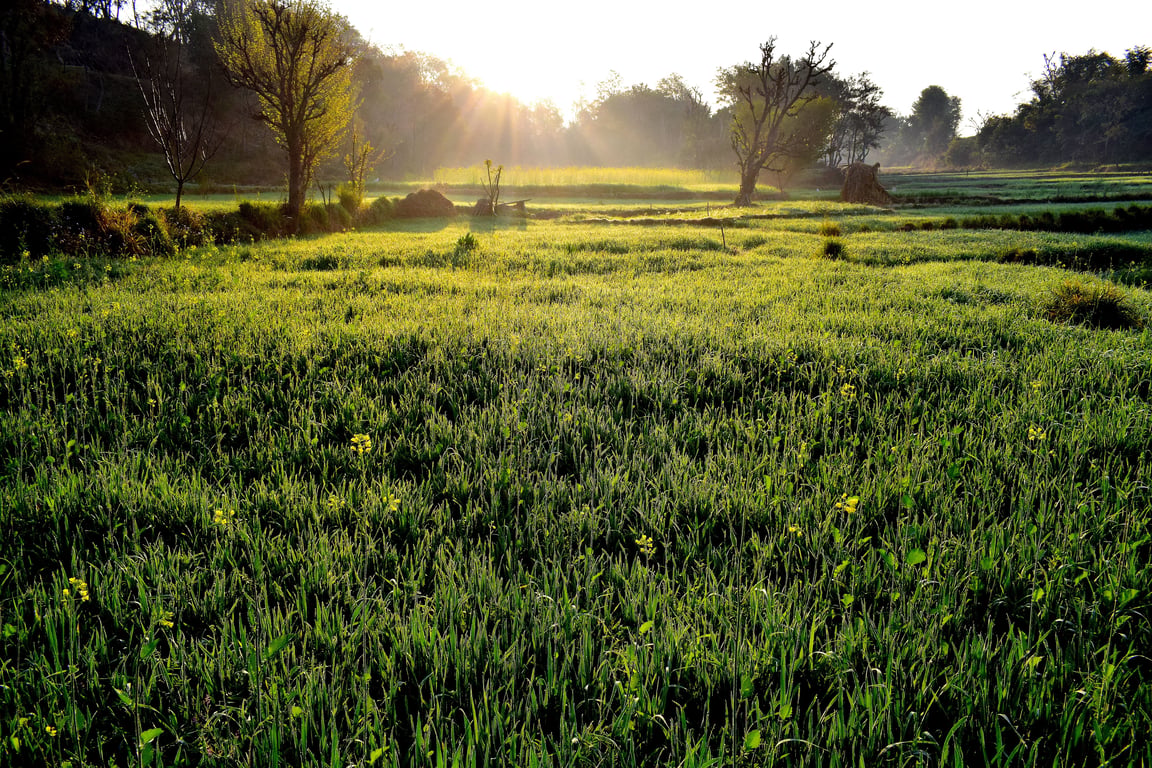 healthy green lawn