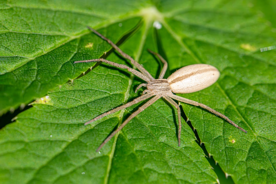 pest control home inspection